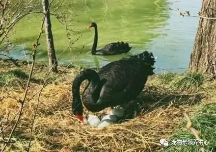 黑天鹅最新爆料视频播放  第2张